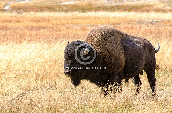 Bison Bison