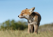 Red fox cubs