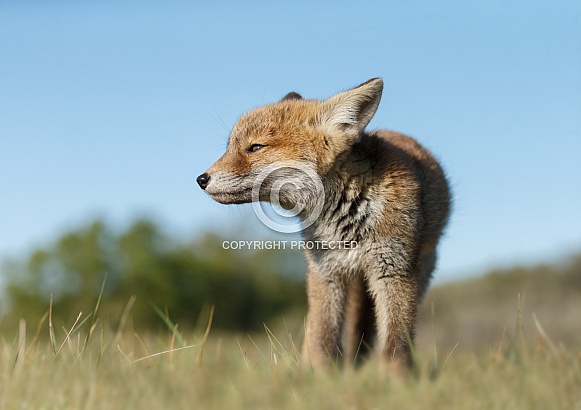 Red fox cubs Red fox cubs