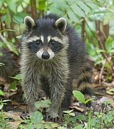 Raccoons