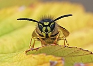 Common Wasp