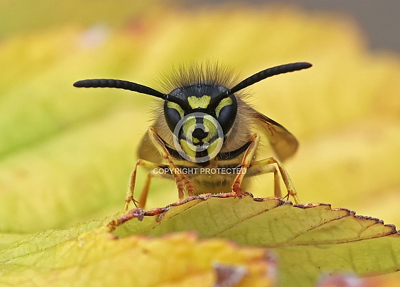 Common Wasp