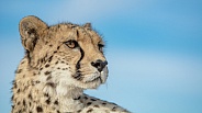 Cheetah