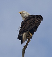 Bald Eagle