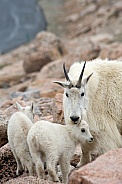 Mountain goat nanny with two kids