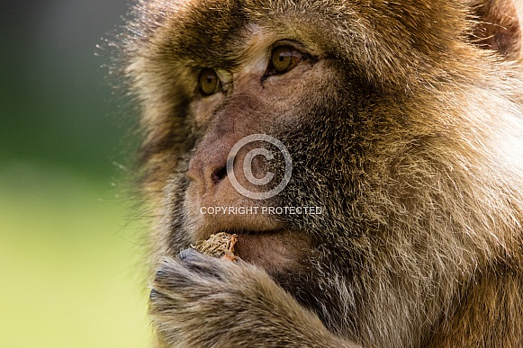 Barbary Macaque close-up