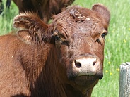 Floppy-Eared Cow