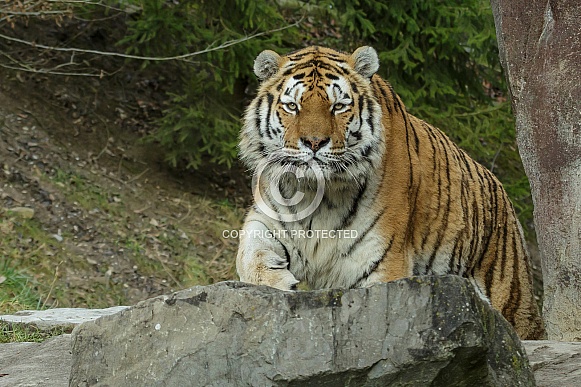 Amur Tiger