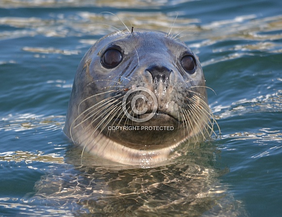 Grey Seal Grey Seal
