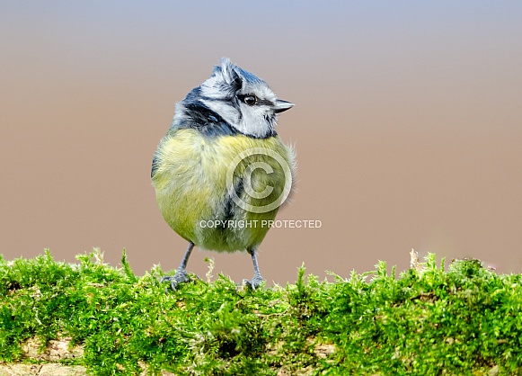 Blue tit bad hair day.