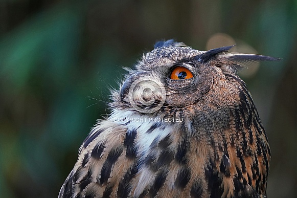 Eurasian Eagle-Owl