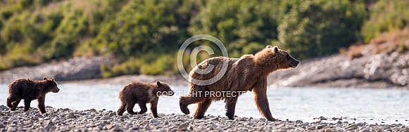 Wild brown bear