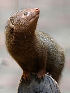 Mongoose (Helogale parvula)