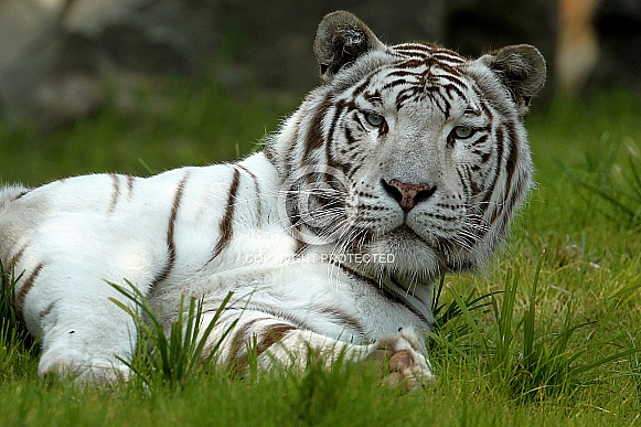 White Tiger