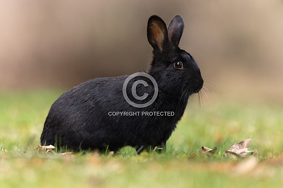 Eastern Cottontail Rabbit Eastern Cottontail Rabbit
