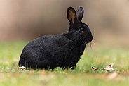 Eastern Cottontail Rabbit