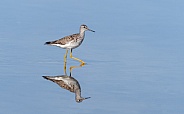 Lesser yellowlegs with a Reflection