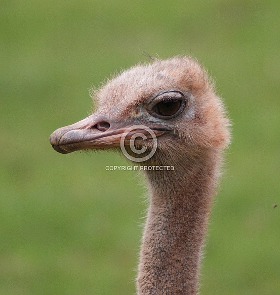 Ostrich