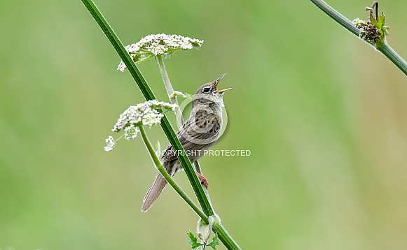 Grasshopper Warbler