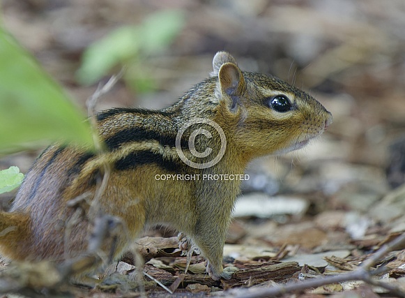 Chipmunk