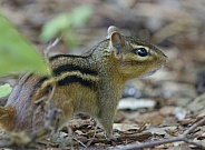 Chipmunk