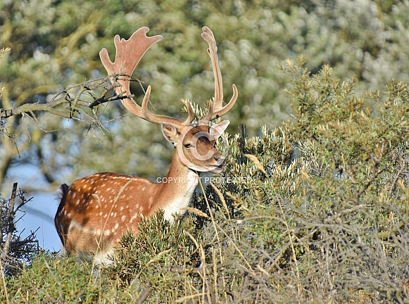 Fallow Deer