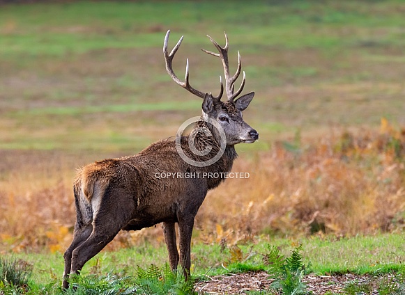 Red Deer Stag