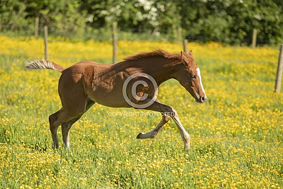 Chestnut Foal Playing Chestnut Foal Playing