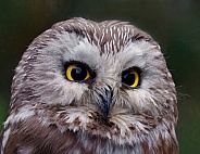 Northern Saw Whet Owl--Frustrated Owl