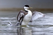 Western Grebe