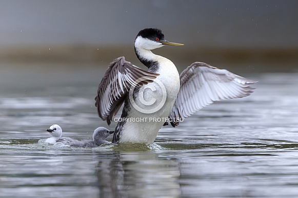 Western Grebe