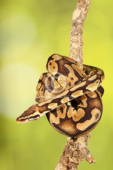 Python