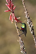 Marico Sunbird - Namibia