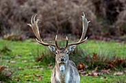 deer (fallow buck)