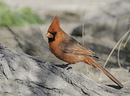 A Male Northern Cardinal in Arizona