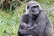 Western Lowland Gorilla (Gorilla Gorilla Gorilla)