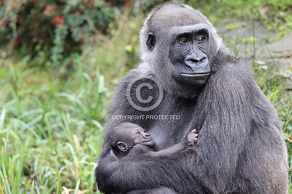 Western Lowland Gorilla (Gorilla Gorilla Gorilla)
