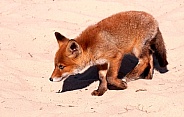 Baby red fox