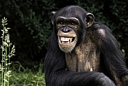 Chimpanzee Showing Teeth