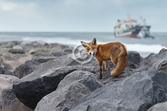Red fox and cubs Red fox and cubs