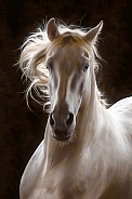Andalusian Horse--Perlino Cream