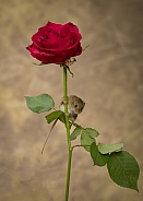 Harvest mouse on a rose
