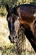 Wild Horse