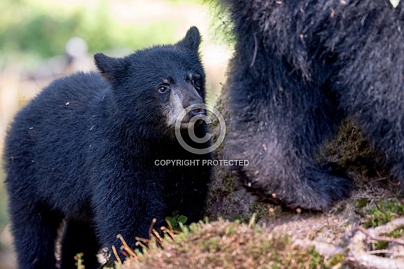 Black Bear (wild)