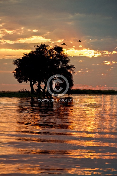Yellow-billed Storks landing in a tree - Botswana Yellow-billed Storks landing in a tree - Botswana