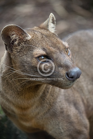 Fossa