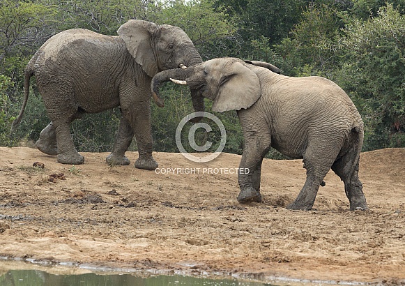 African Elephant, Kruger National Park SA (Wild)