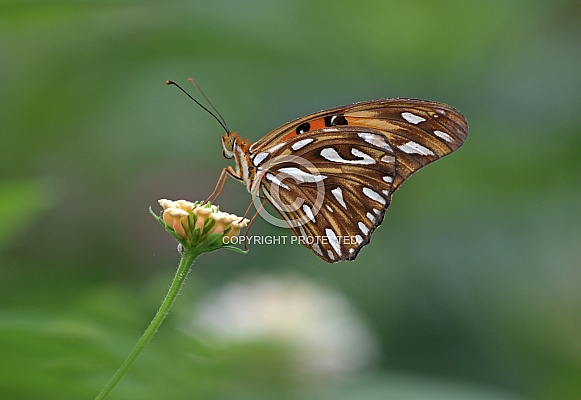 Gulf Fritillary