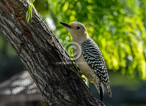 Golden-fronted Woodpecker