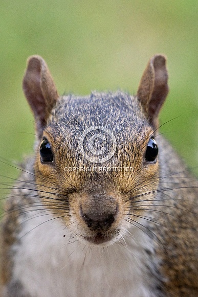 Gray Squirrel Gray Squirrel